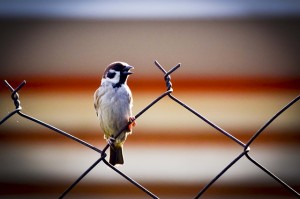 sparrow-426961_640