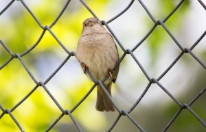 Vogel auf dem Maschendrahtzaun