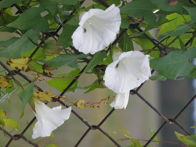 Blume im Maschendrahtzaun