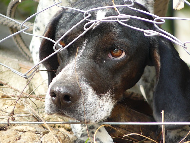 Hund hinter Maschendrahtzaun 2