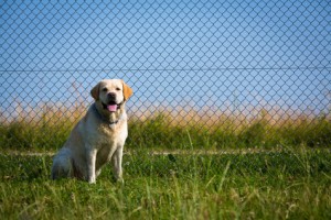 Labrador vor Maschendrahtzaun