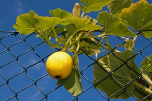 Melone am Maschendrahtzaun